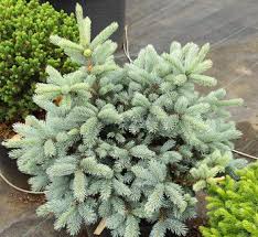 Attēlu rezultāti vaicājumam “Picea abies fo. virgata leaf”