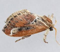 Attēlu rezultāti vaicājumam “Aphodius sp. imago”