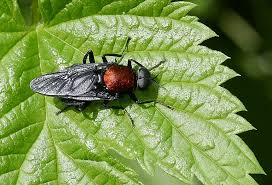 Attēlu rezultāti vaicājumam “Clitellaria ephippium”