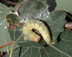 Attēlu rezultāti vaicājumam “Tethea or”