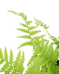 Attēlu rezultāti vaicājumam “Dryopteris filix-mas”