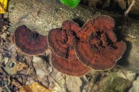 Attēlu rezultāti vaicājumam “Hymenochaete rubiginosa”