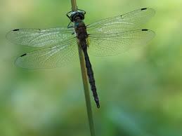 Attēlu rezultāti vaicājumam “Somatochlora flavomaculata”