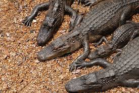 Image result for Alligator mississippiensis