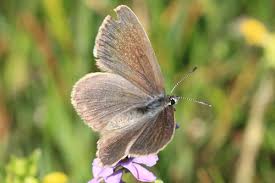 Attēlu rezultāti vaicājumam “Maculinea teleius underside”