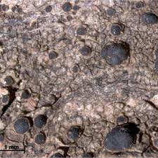 Attēlu rezultāti vaicājumam “Vouauxiomyces santessonii”