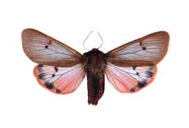 Attēlu rezultāti vaicājumam “Phragmatobia fuliginosa”