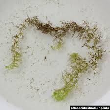 Attēlu rezultāti vaicājumam “Utricularia vulgaris leaf”