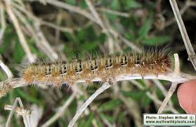 Attēlu rezultāti vaicājumam “Lasiocampa quercus”