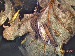 Attēlu rezultāti vaicājumam “Yponomeuta malinellus / cagnagella”