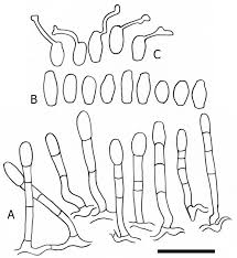 Attēlu rezultāti vaicājumam “Erysiphe galeopsidis”