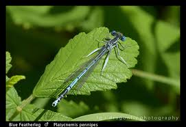 Attēlu rezultāti vaicājumam “Platycnemis pennipes female”