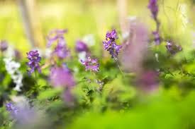 Attēlu rezultāti vaicājumam “Corydalis cava flower”