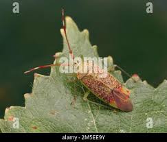 Attēlu rezultāti vaicājumam “Pantilius tunicatus”