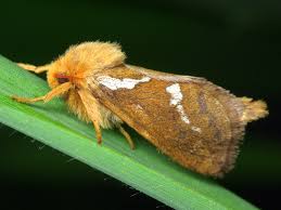 Attēlu rezultāti vaicājumam “Hepialus lupulinus”