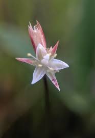 Attēlu rezultāti vaicājumam “Juncus stygius”