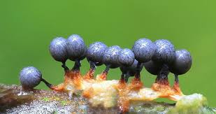 Attēlu rezultāti vaicājumam “Cribraria purpurea stalked”