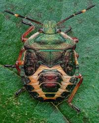 Attēlu rezultāti vaicājumam “Eurygaster testudinaria imago”