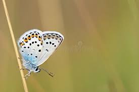 Attēlu rezultāti vaicājumam “Plebejus argus / Plebejus idas”