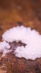 Attēlu rezultāti vaicājumam “Stemonitis lignicola spores”