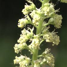 Image result for Reseda luteola