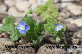 Attēlu rezultāti vaicājumam “Veronica persica”