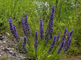 Attēlu rezultāti vaicājumam “Echium vulgare”