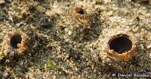 Attēlu rezultāti vaicājumam “Geopora arenicola”