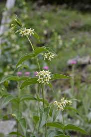 Attēlu rezultāti vaicājumam “Vincetoxicum hirundinaria”