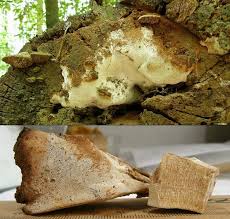 Attēlu rezultāti vaicājumam “Perenniporia medulla-panis”