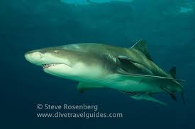 Image result for Negaprion brevirostris