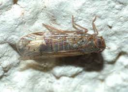 Attēlu rezultāti vaicājumam “Cixiidae”