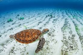 Image result for Caretta caretta