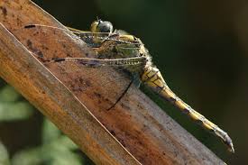 Attēlu rezultāti vaicājumam “Orthetrum cancellatum”