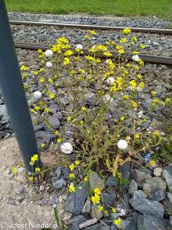 Attēlu rezultāti vaicājumam “Senecio vernalis bud”