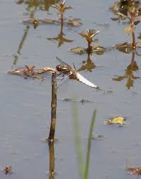 Attēlu rezultāti vaicājumam “Libellula depressa male”