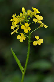 Attēlu rezultāti vaicājumam “Bunias orientalis”