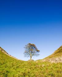 Image result for Sycamore Ttc