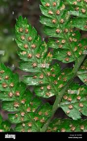 Attēlu rezultāti vaicājumam “Dryopteris dilatata”