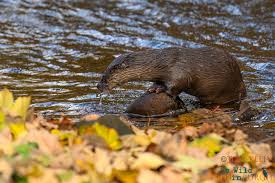 Image result for Eltham Otters