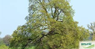 Attēlu rezultāti vaicājumam “Ulmus laevis leaf”
