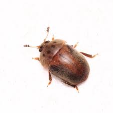 Attēlu rezultāti vaicājumam “Cychramus variegatus”