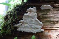 Attēlu rezultāti vaicājumam “Postia undosa”