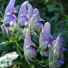 Image result for Aconitum napellus