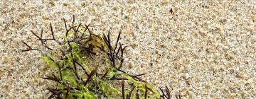 Attēlu rezultāti vaicājumam “Furcellaria lumbricalis”