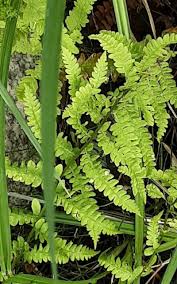 Attēlu rezultāti vaicājumam “Thelypteris palustris”