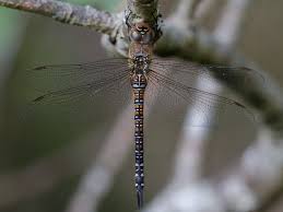 Attēlu rezultāti vaicājumam “Aeshna mixta female”