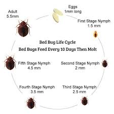 Image result for bed bugs