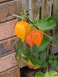 Attēlu rezultāti vaicājumam “Physalis alkekengi leaf”