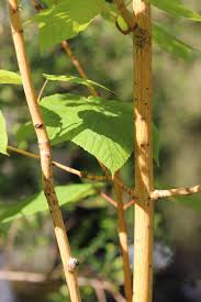 Attēlu rezultāti vaicājumam “Acer rufinerve fruit”